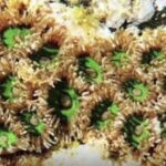 【地球上最強の猛毒】マウイイワスナギンチャクにまつわる恐怖の伝説!