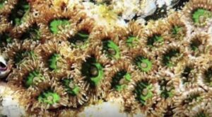 【地球上最強の猛毒】マウイイワスナギンチャクにまつわる恐怖の伝説！